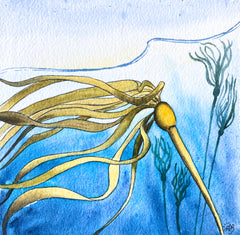 bull kelp watercolor painting anastasiya bachmanova