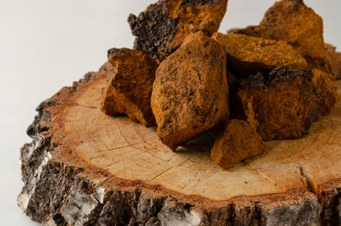 Chaga mushroom on a piece of tree bark