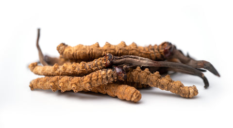 Cordycep mushrooms with white background