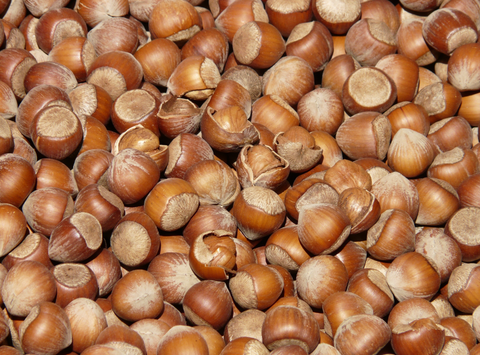hazelnuts laid out