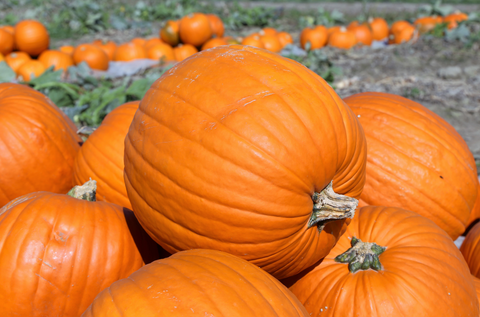 pumpkin patch