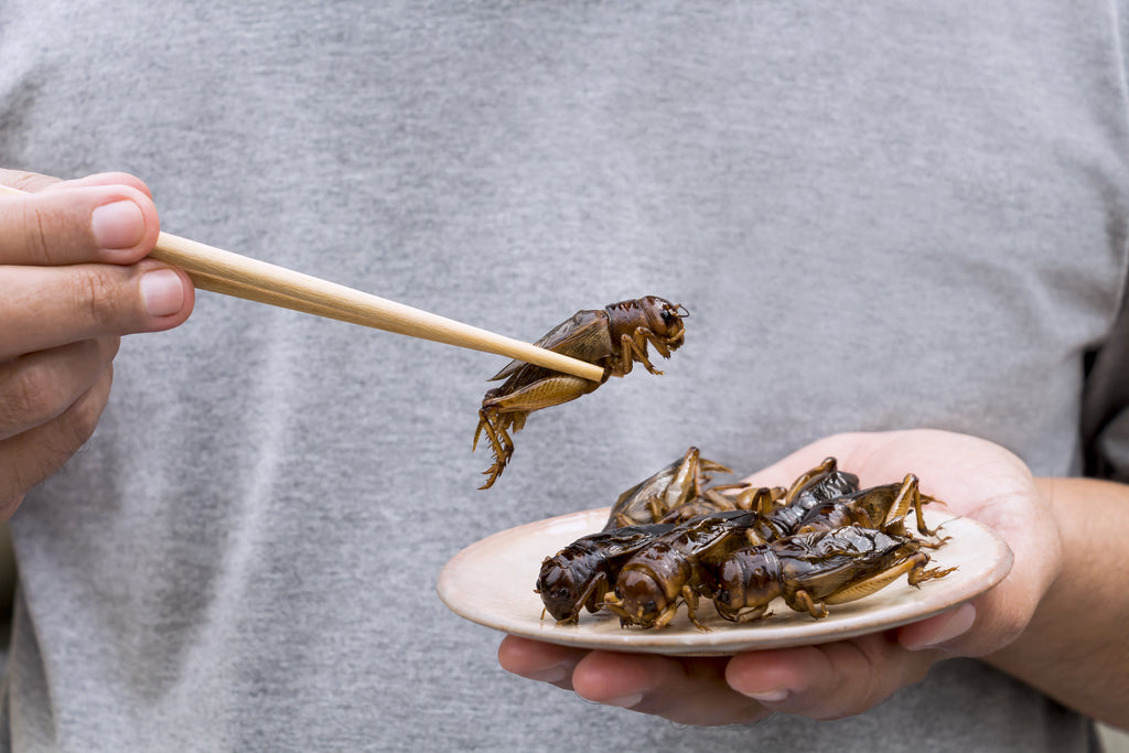 Is Buckwheat Paleo No But Crickets Are Ultimate Paleo Hack Exo