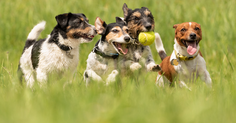 WalaBlog - 6 Razones Por Las Que Tu Perro Necesita Ejercitarse