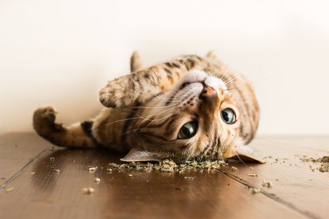 Walablog - ¿Por qué el catnip es bueno para tu gato?