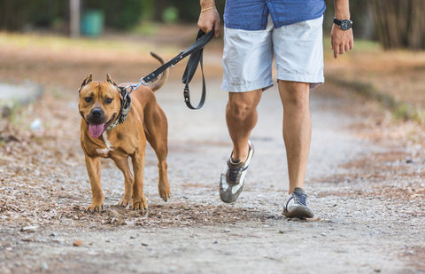 WalaBlog - Cómo darle paseos de calidad a tu perro_