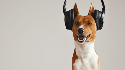 WalaBlog - ¿La música le gusta a mis perros?