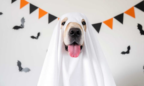 WalaBlog - Consejos para disfrazar a tu mascota en Halloween