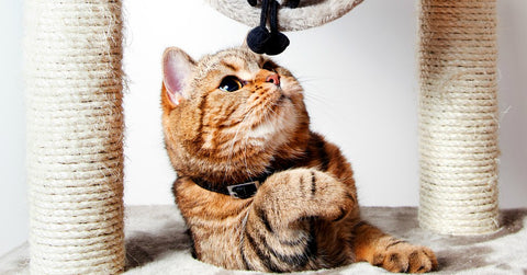 WalaBlog-La importancia de los rascadores para tu gato