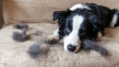 WalaBlog - ¿Cómo evitar que mi mascota tire tanto pelo?