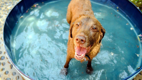 WalaBlog - Evita golpes de calor en tu perro