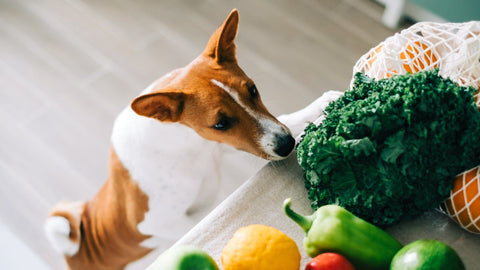 WalaBlog - 10 Alimentos de Humano Que Pueden Comer los Perros_2