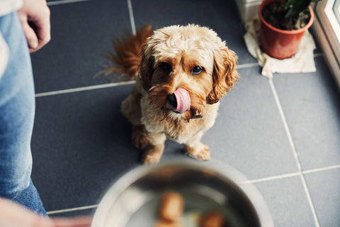 WalaBlog - Los beneficios de un plato de alimentación lenta para tu perro