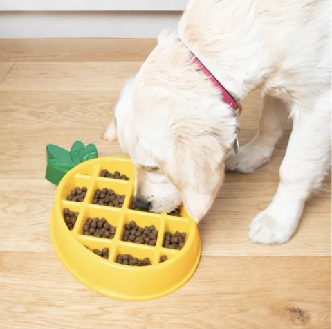 WalaBlog - Los beneficios de un plato de alimentación lenta para tu perro