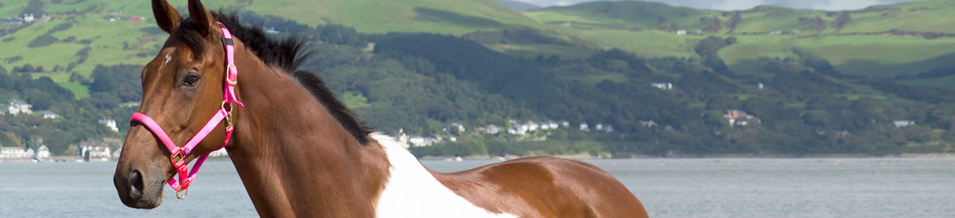 Shires Horse Headcollar