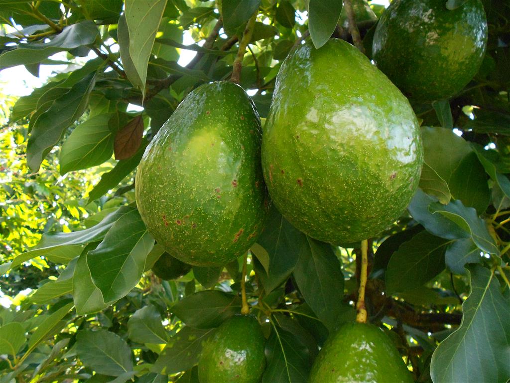 Aguacate Papelillo - 900 gramos – Grou