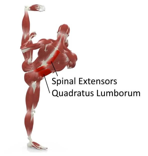 elasticsteel kicking side kick paul zaichik muscles spinal extensors quadratus lumborum