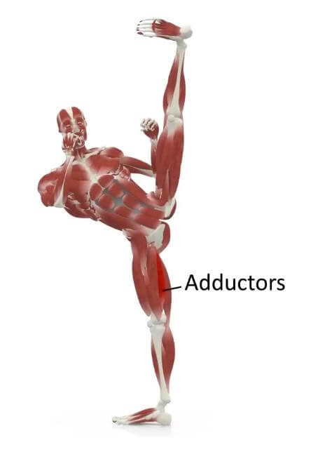 elasticsteel kicking side kick paul zaichik muscles adductors