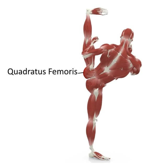 elasticsteel kicking side kick paul zaichik muscles quadratus femoris