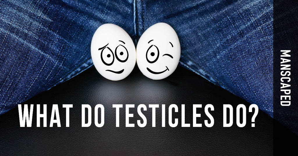 What Do Testicles Do? | MANSCAPED.COM – Manscaped