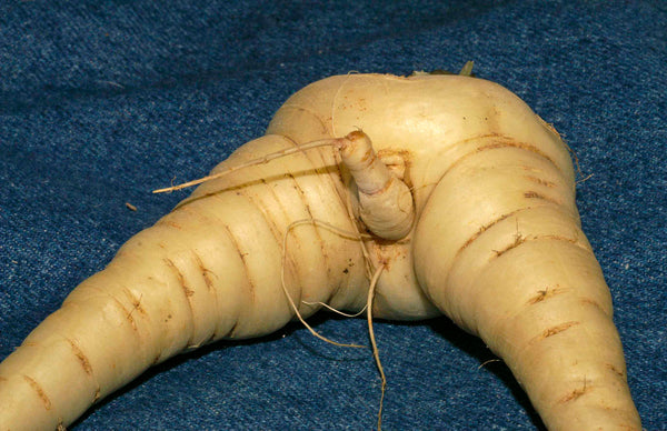 Erotic_Parsnip_grande.jpg