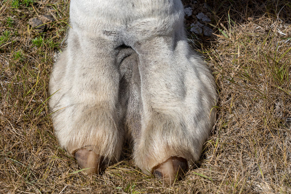 Moose Knuckle Vs Camel Toe What S The Difference Manscaped Com