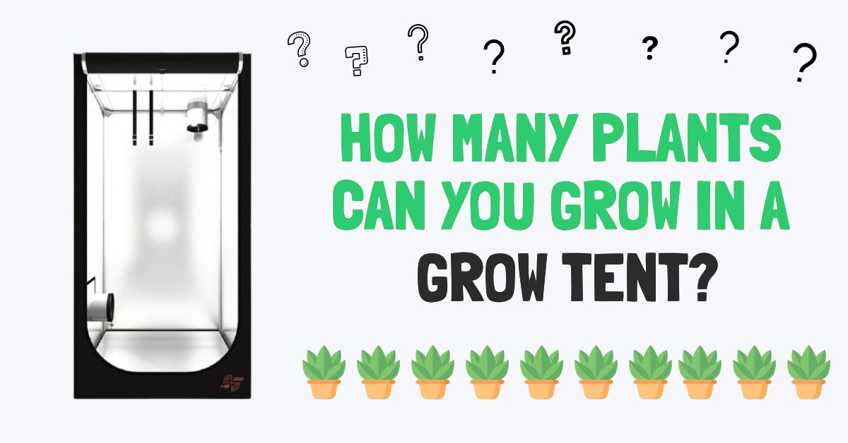  câte plante poți crește într-un cort de creștere