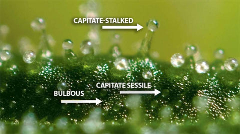 Capitate-sessile trichomes