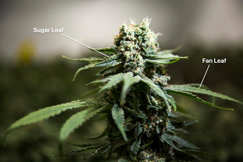 Learn How To Trim Weed And Improve Your Buds' Potency And Quality In A Snip  - Herbies
