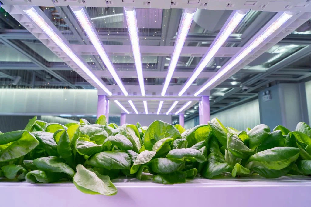 lED grow lights