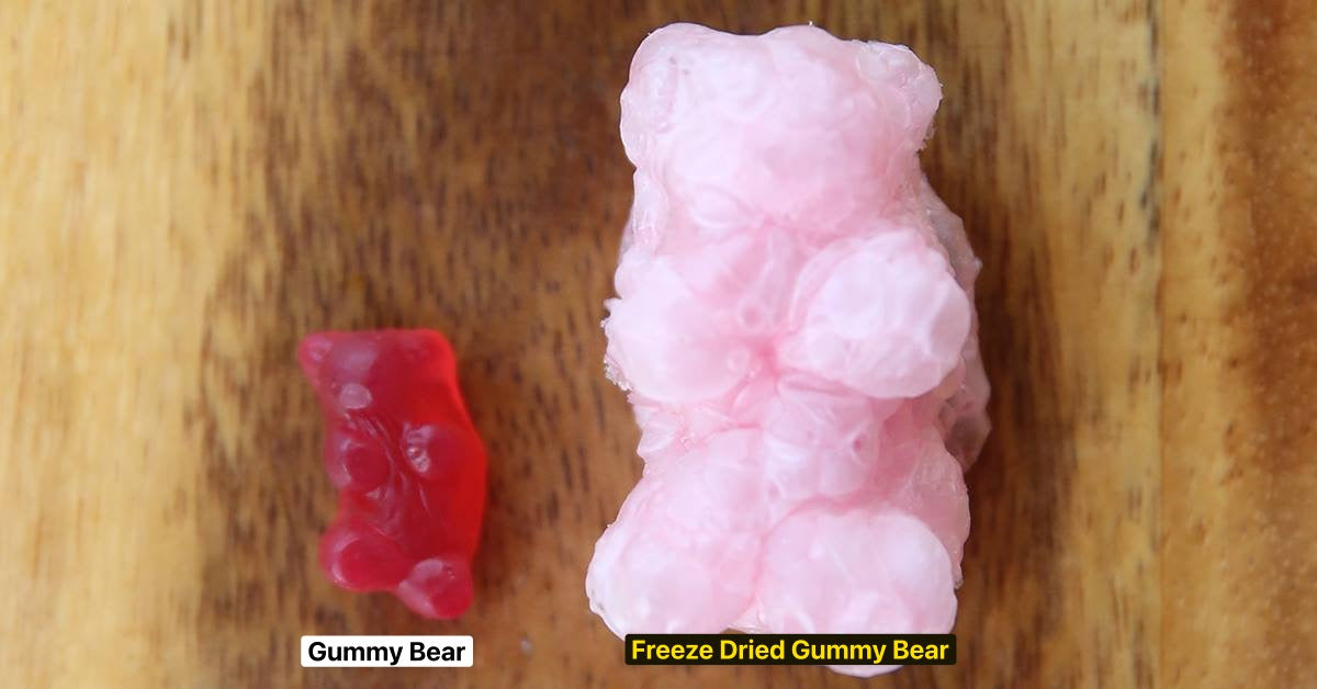 Normal gummy bear vs freeze-dried gummy bear