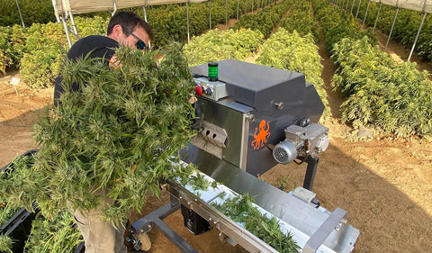 Munch Machine Cluster Bucker Hemp Debudder Machine - Unmatched Throughput