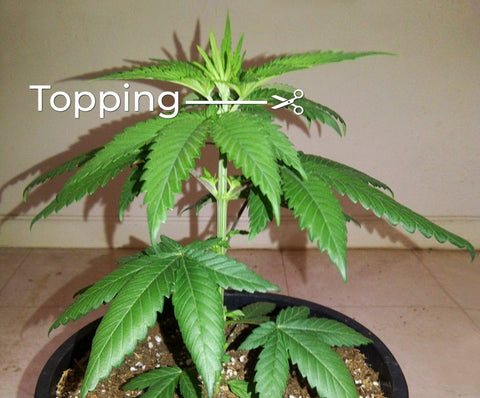 Topping Cannabis Technique