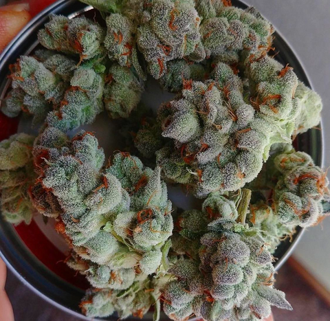 Freeze Dried Cannabis
