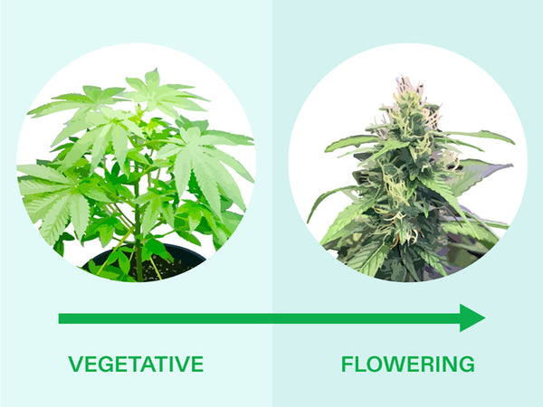 Vegatative to Flowering