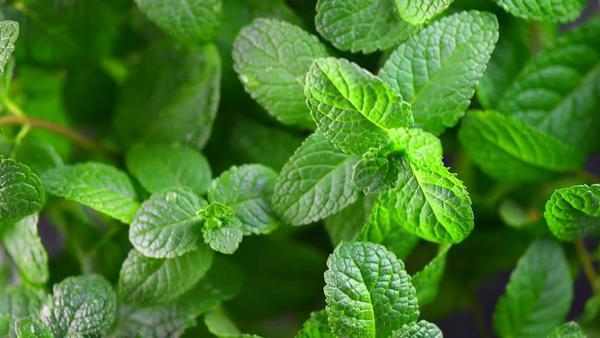 mint leaves close up top view selected focus