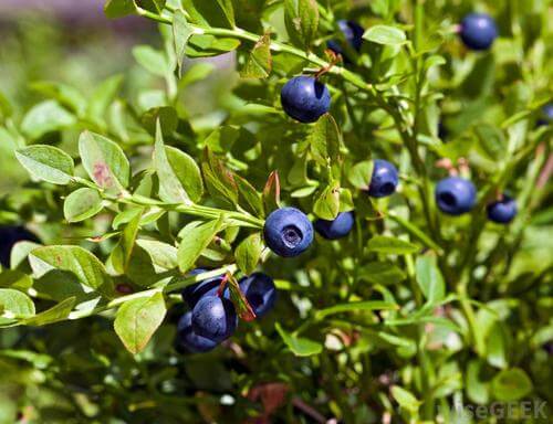 blueberry bush close up view selected focus