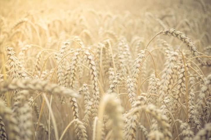 selective focus close up of wheat field with slight vignette