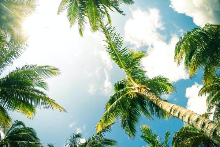 coconut trees upward view sun shining and blue skies