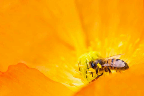 Honey bee in yellow flower
