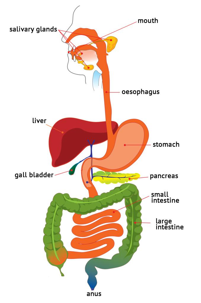 Poor Digestion: What are the Causes and Consequences? GI Part 3 – Vitopia