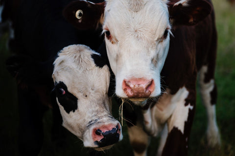 Two cows cuddle