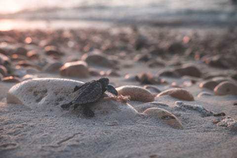 Baby turtle sits on sandy, rocky beach