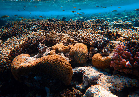 Colorful coral reef in the blue ocean