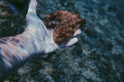 A tiny octopus swims into human hand