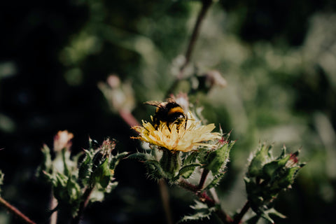 Honeybee sits atop yellow dandelion flower