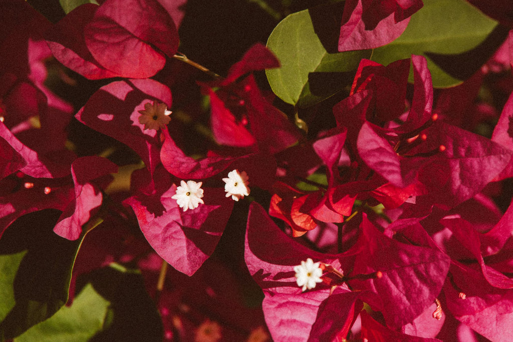 poinsettias