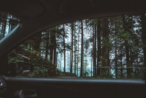 Looking out a car window into the forest