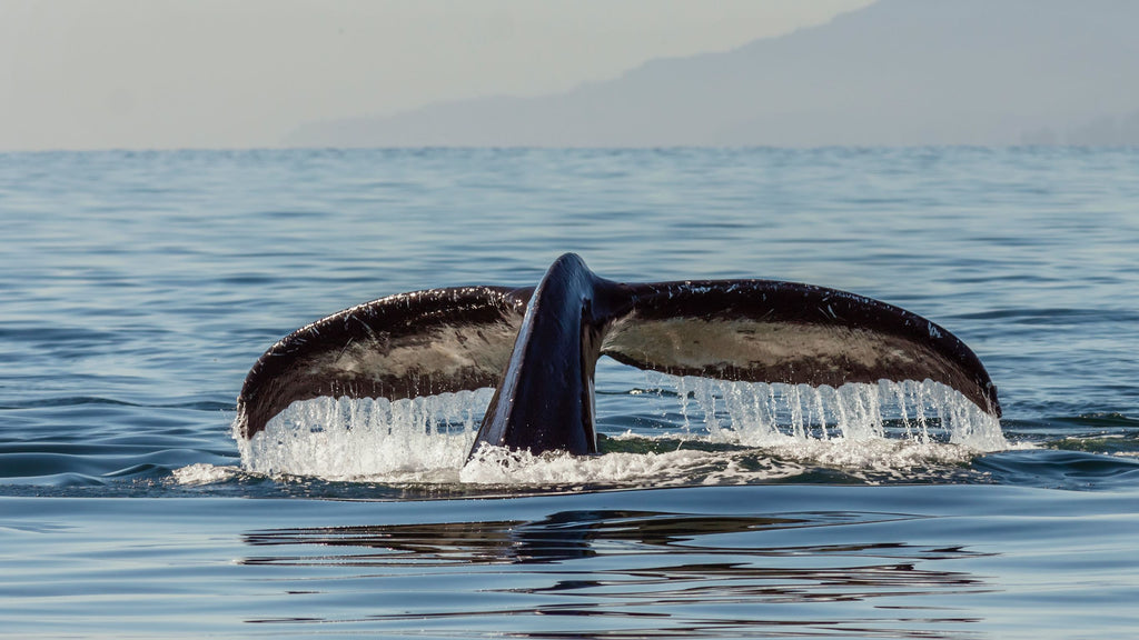 Humpback wale tail