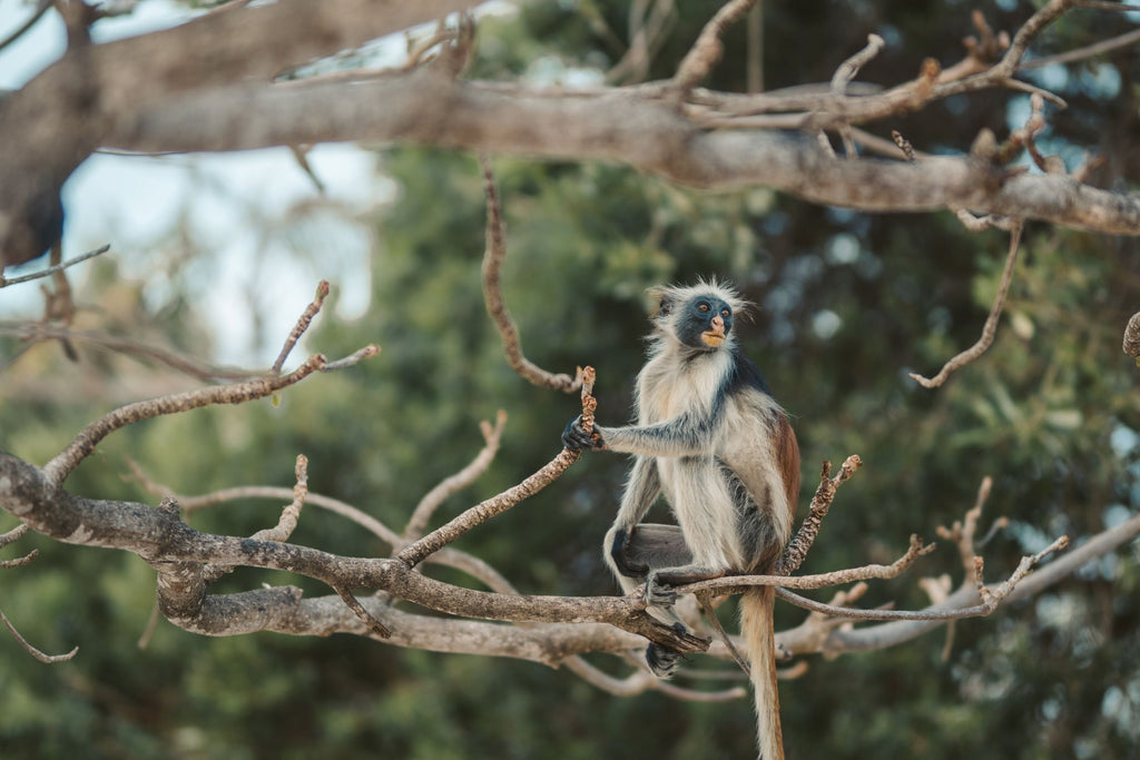 Monkey sitting in a tree branch