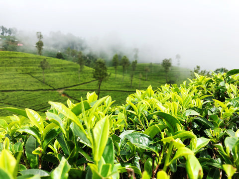 A vibrant image of a field that harvests the Camellia sinesis plant.